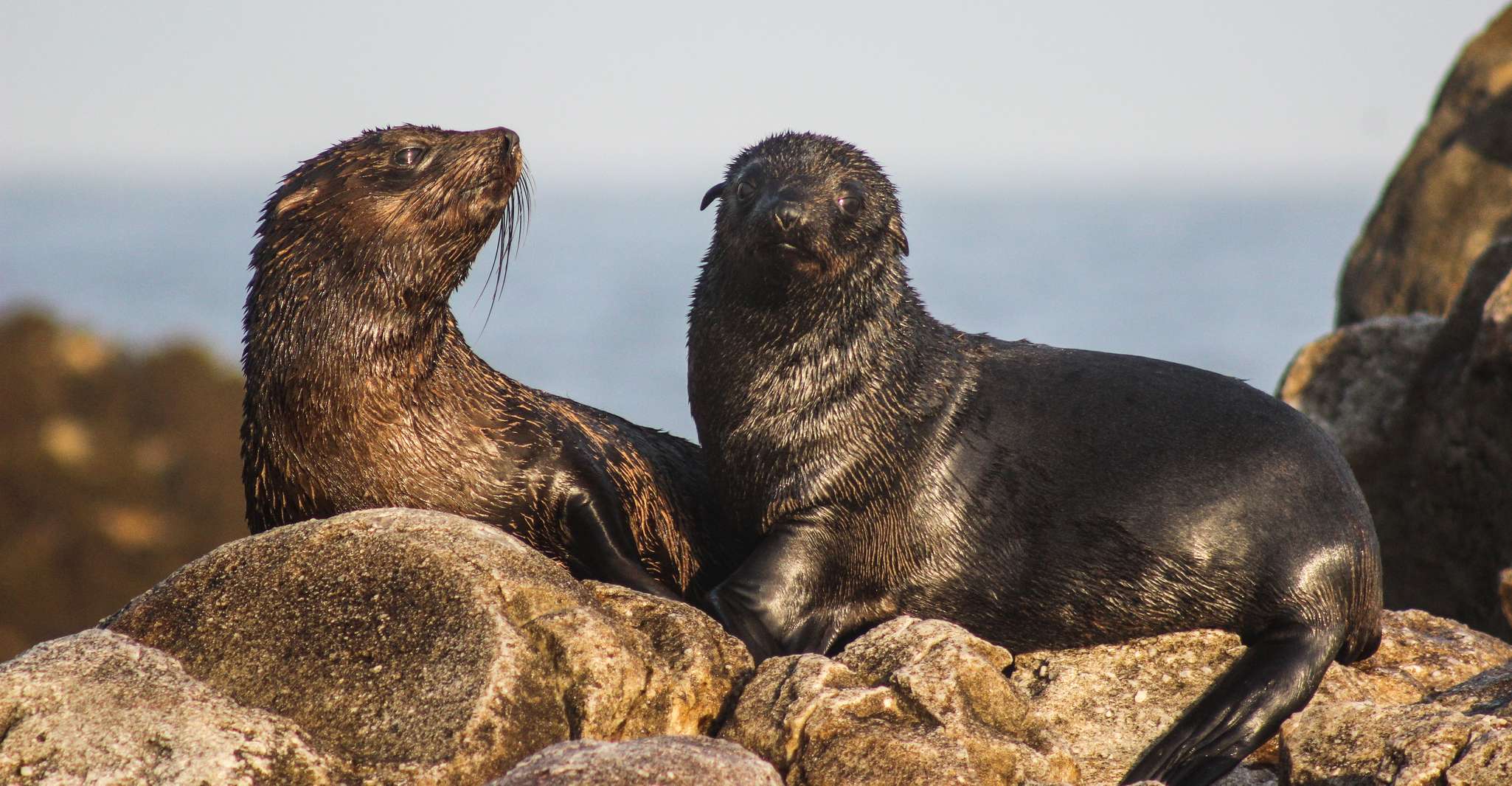 Gansbaai, Marine Big 5 Boat tour - Housity