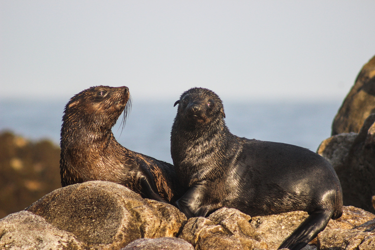 Gansbaai : Tour en bateau du Big 5 marinTransferts depuis Le Cap