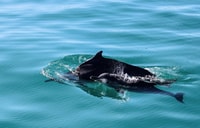 Gansbaai, Marine Big 5 Boat Tour - Housity