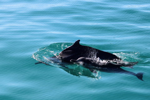 Gansbaai : Tour en bateau du Big 5 marinTransferts depuis Le Cap