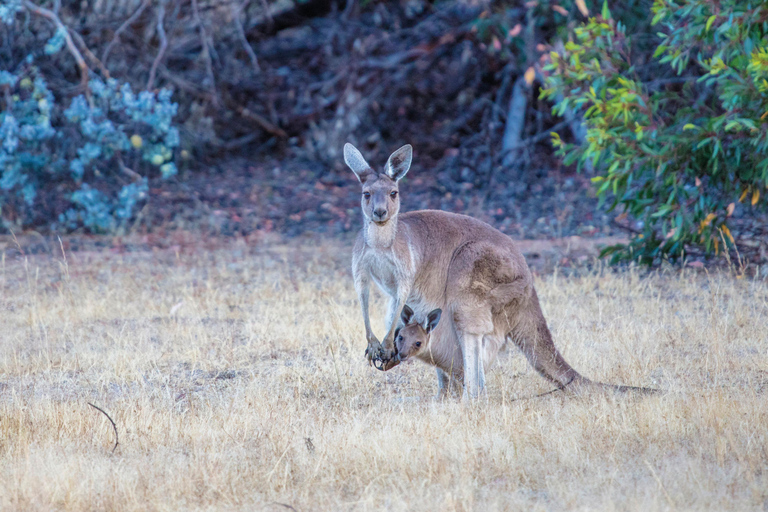 From Perth: Australian Animal Night Safari