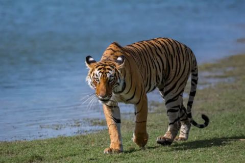 Private Day Trip to Sariska National Park From Jaipur