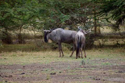 Viaggio di due giorni al Lago Manyara con canoa e passerella tra le cime degli alberiCampeggio a Karatu