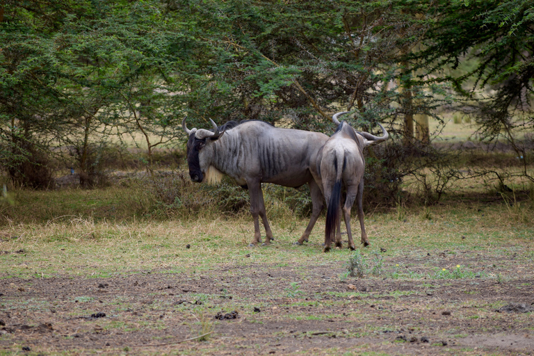 Viaggio di due giorni al Lago Manyara con canoa e passerella tra le cime degli alberiCampeggio a Karatu