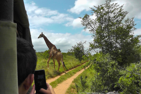Schotia Safari – Big 5 Experience with High Lion Sightings