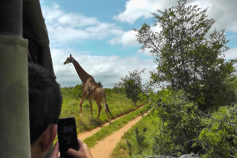Schotia Safari – Big 5 Experience with High Lion Sightings