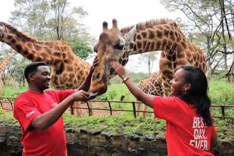 Nairobi: Giraffes & Elephants Small Group Tour