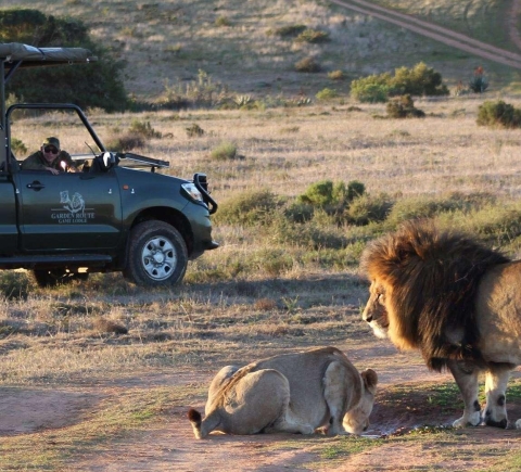 Safaris & wildlife activities