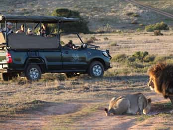 2-Day Safari at Garden Route Game Lodge