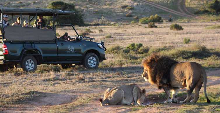 From Cape Town: 2-Day Safari at Garden Route Game Lodge