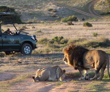 From Cape Town: 2-Day Safari at Garden Route Game Lodge