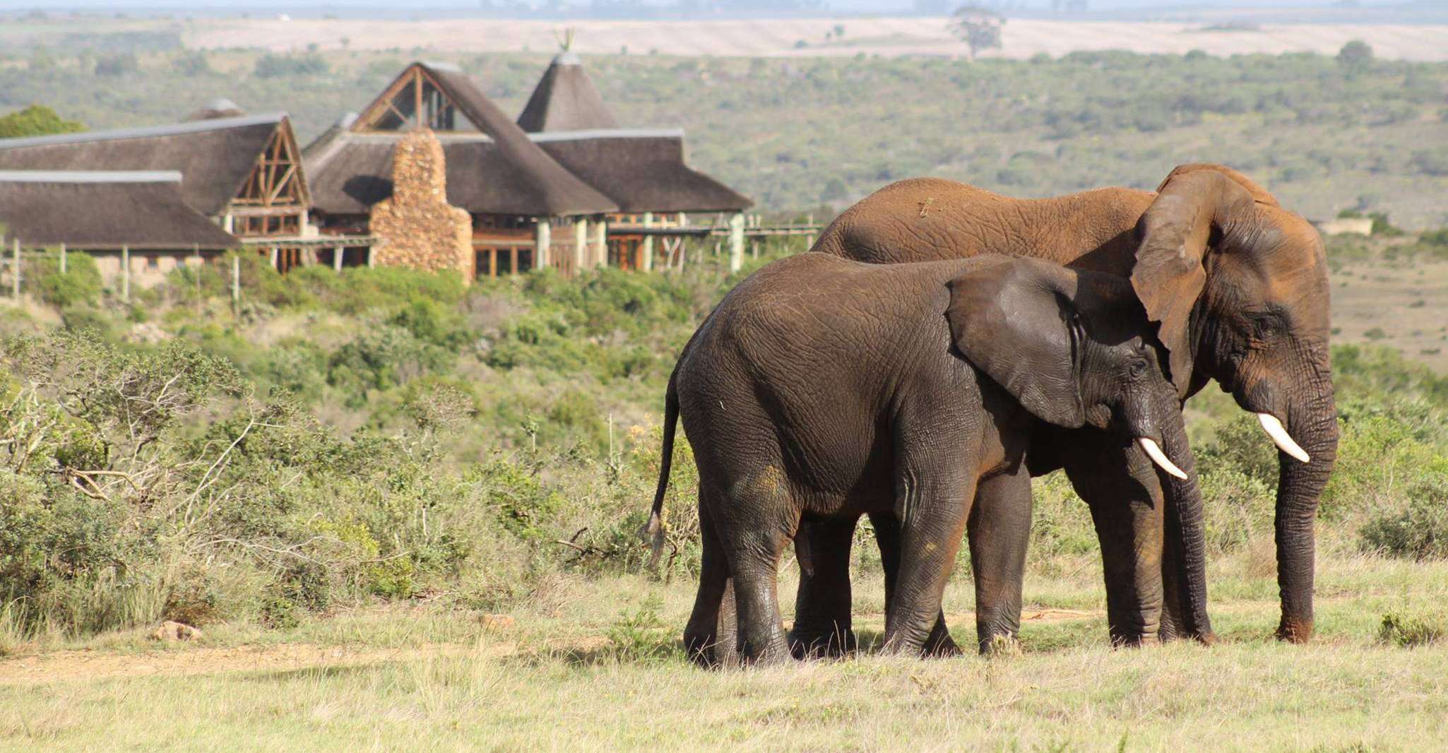 From Cape Town, 2-Day Safari at Garden Route Game Lodge - Housity