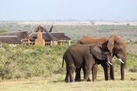 From Cape Town, 2-Day Safari at Garden Route Game Lodge - Housity