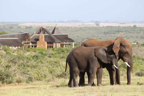 From Cape Town: 2-Day Safari at Garden Route Game Lodge