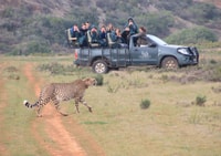 From Cape Town, 2-Day Safari at Garden Route Game Lodge - Housity