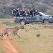 From Cape Town: 2-Day Safari at Garden Route Game Lodge