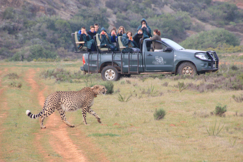 Ab Kapstadt: 2-tägige Safari in der Garden Route Game Lodge