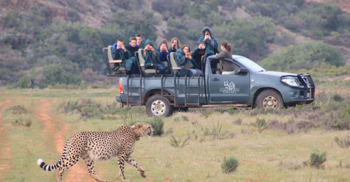 2-Day Safari Experience at Garden Route Game Lodge
