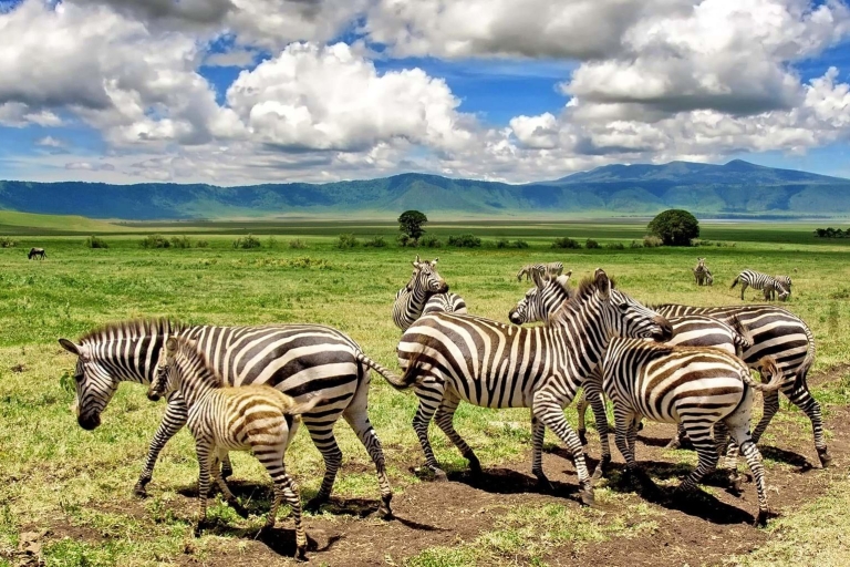 Ngorongoro conservation and crater Day trip.