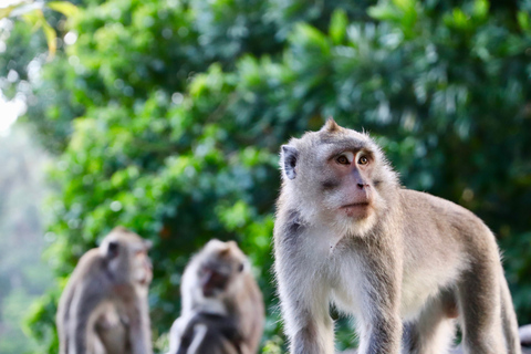 Bali: Ubud Reisterrassen, Tempel und Vulkan Tagesausflug