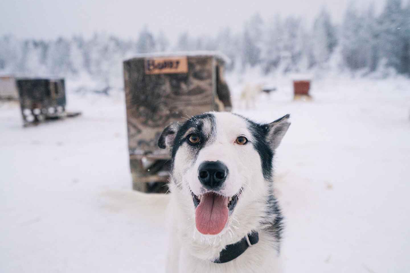 Kemi-Tornio: Paseo en Trineo de Huskies con Bebida Caliente