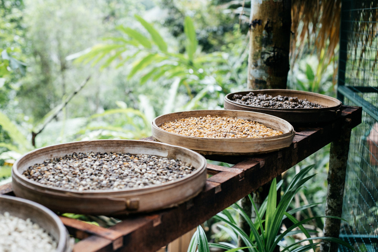 Bali : rizières en terrasses d'Ubud, temples et volcan