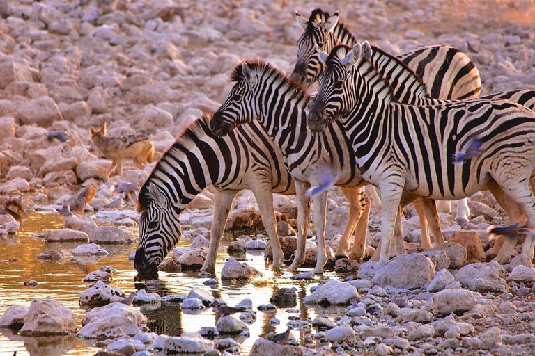 Day Trip: Amboseli National Park Safari with Driver Guide Private Daytrip