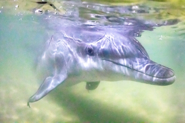 Isla Moreton: crucero de un día para alimentar a los delfines de TangaloomaSafari por el desierto con crucero de un día para alimentar a los delfines