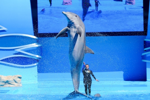 Bilet do Zoomarine Algarve i niezwykłe atrakcje z delfinamiDolphin Emotions Premium (od 8 lat)