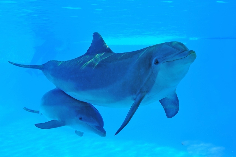 Bilet do Zoomarine Algarve i niezwykłe atrakcje z delfinamiDelfin Emotions Exclusive – prywatna opcja dla 2 osób (8 +)