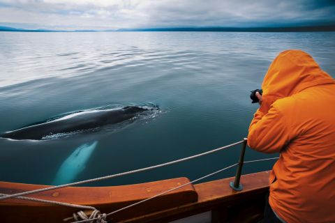 Húsavík: avvistamento balene in barca a emissione zero