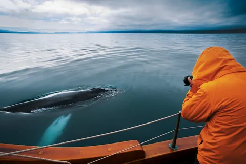 Husavik: Walvissen kijken op een koolstofneutrale eiken boot