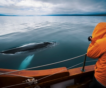 Husavik: Whale Watching on a Carbon Neutral Oak Boat