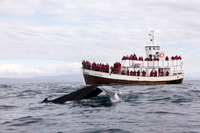 Húsavík, Whale Watching on a Carbon Neutral Oak Boat - Hizvo