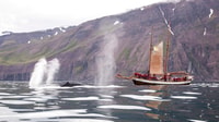 Húsavík, Walbeobachtung durch traditionelles hölzernes Segelschiff - Hizvo