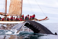 Húsavík, Walbeobachtung durch traditionelles hölzernes Segelschiff - Hizvo