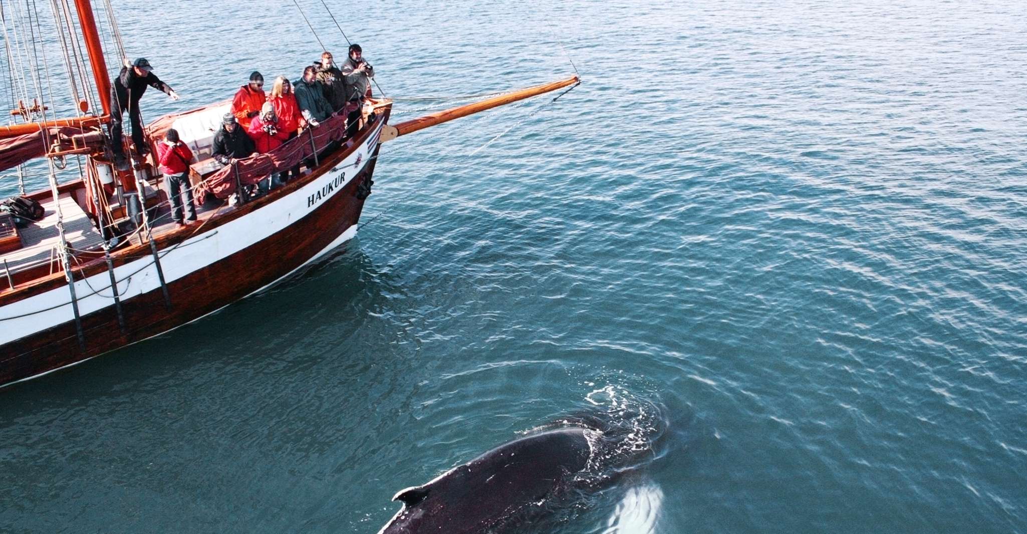 Húsavík, Observation des baleines par bateau à voile traditionnel en bois - Hizvo