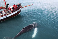 Húsavík, Walbeobachtung durch traditionelles hölzernes Segelschiff - Hizvo