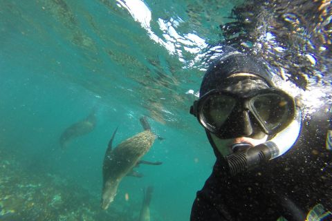 Hout Bay: snorkelervaring met zeehonden