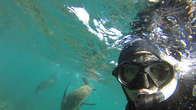 hout bay seal snorkeling experience