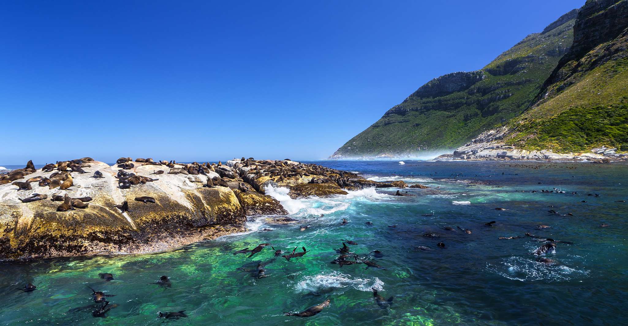 Hout Bay, experiencia de snorkeling de focas - Hizvo