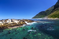 Hout Bay, expérience de plongée des phoques - Hizvo