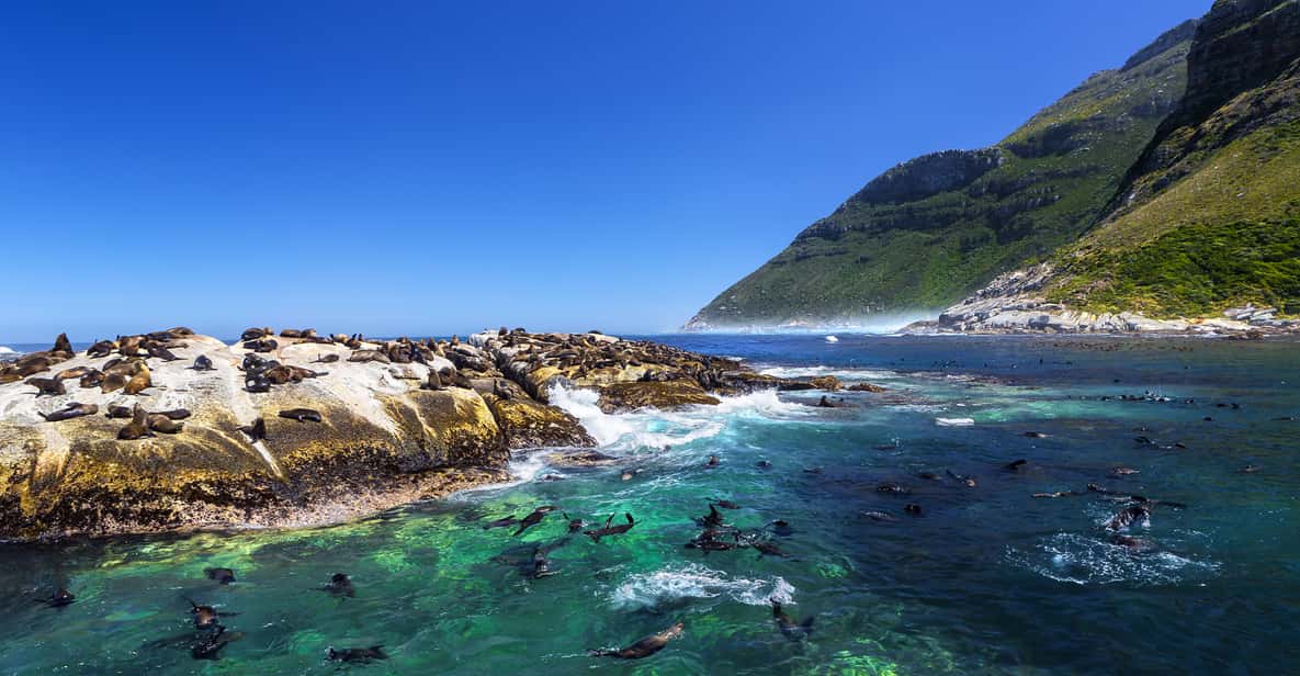 Hout Bay: Seal Snorkeling Experience