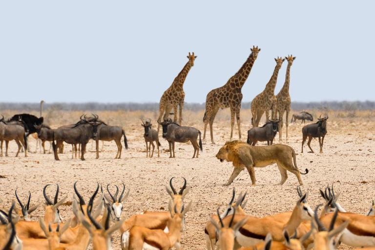 Parque Nacional de Etosha e excursão a Swakopmund