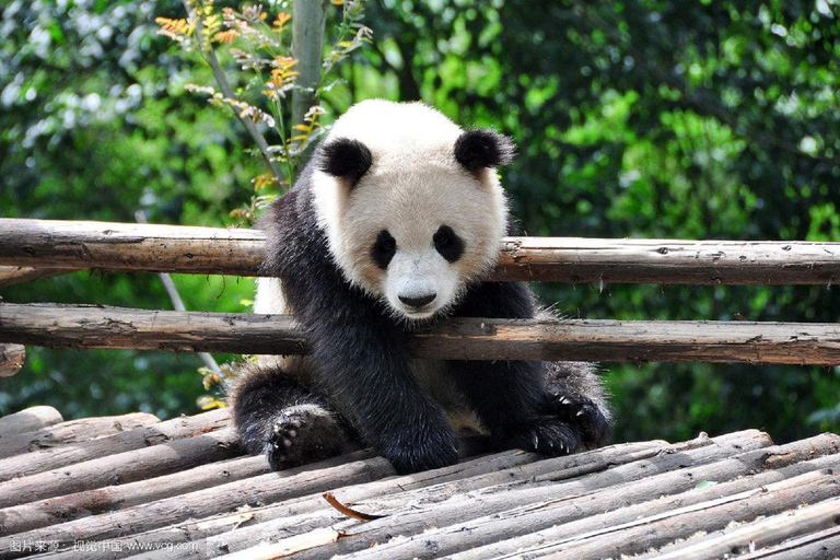 Excursion d&#039;une journée dans la région panoramique du Grand Bouddha de Leshan et dans le parc des pandas