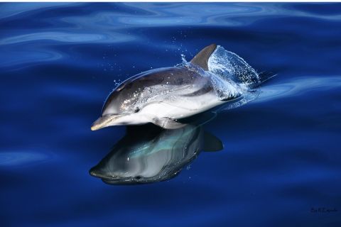 Gibilterra: Dolphin Watching Tour