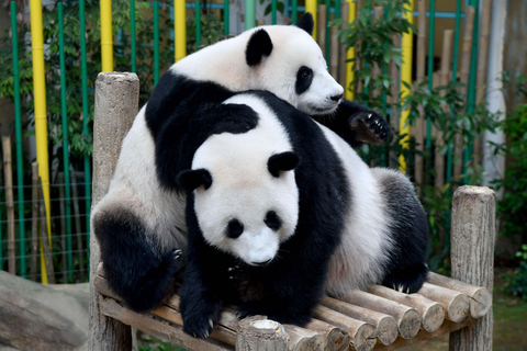 Chengdu : 2 jours d&#039;excursion en groupe pour observer les pandas, le Bouddha de Leshan et EmeishanOption standard