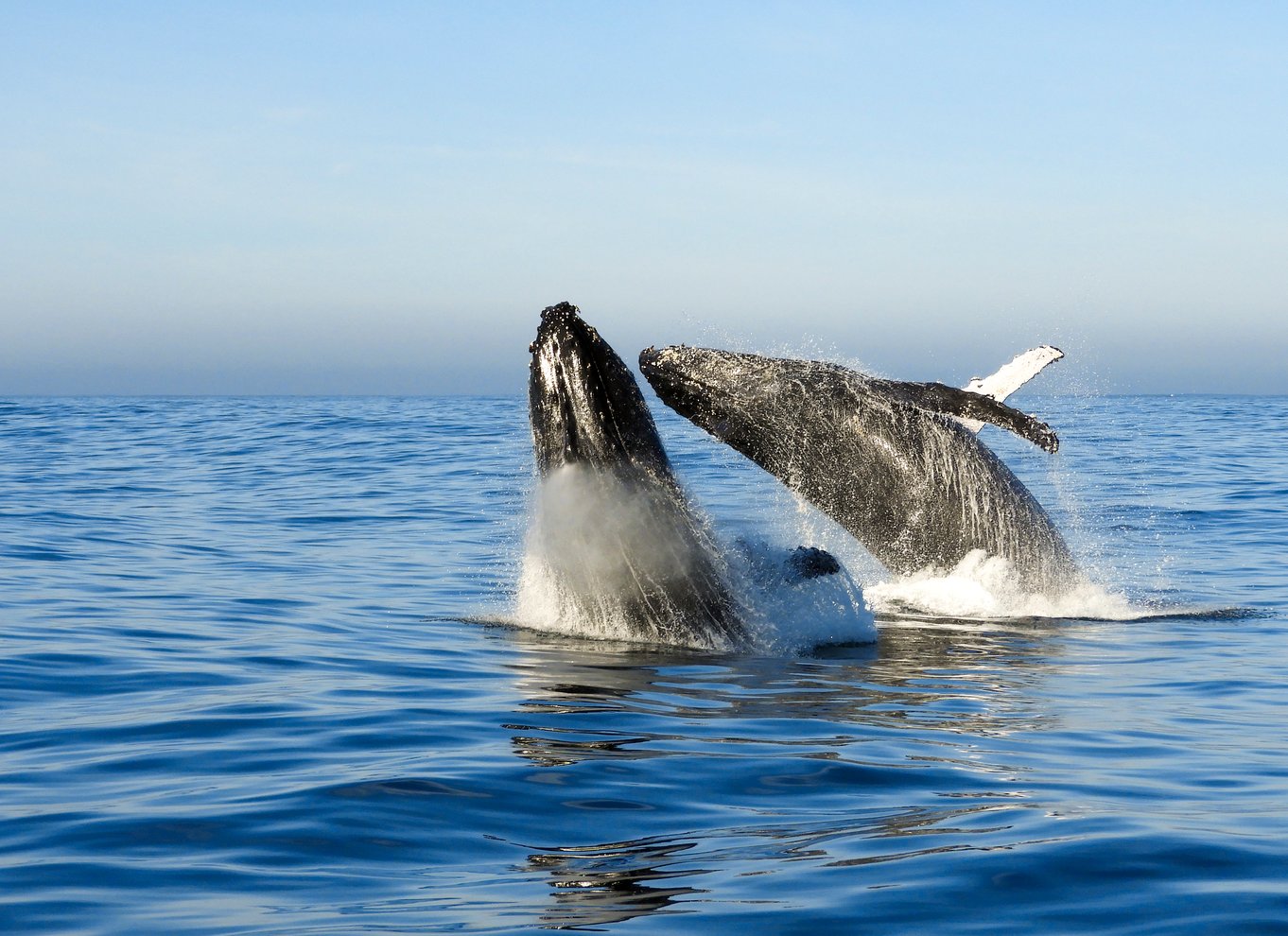 Knysna: Close Encounter Whale Watching Tour med bådtur