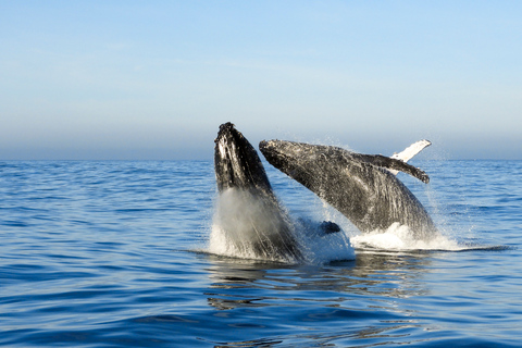 Knysna: Close Encounter Whale Watching Tour by Boat