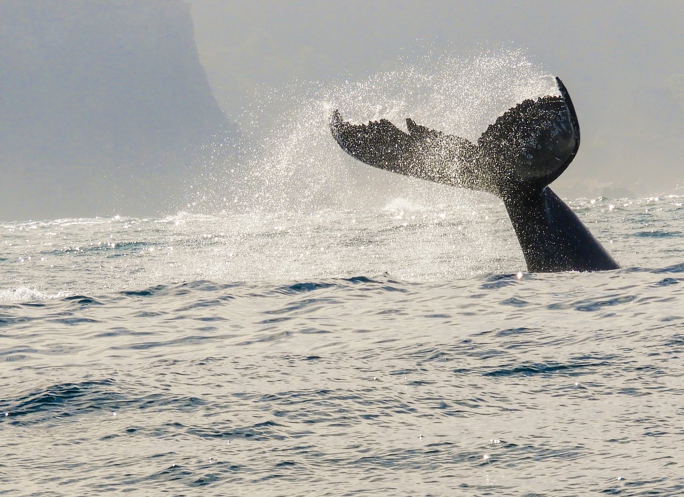 Knysna: Close Encounter Whale Watching Tour med bådtur